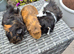 Beautiful Young Adult Sows