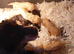 Cockapoo pups