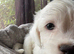 Cockapoo x