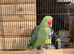 Alexandrian parakeet - 3 y/o