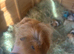 Male Guineapig