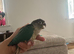 Tamed Baby Conure / Turquoise