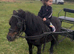 For sale Bibor little mare