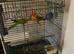 Indian ringneck corn available each 150