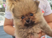 Pomeranian puppies