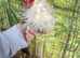 3 silkied Serama hens (read description)