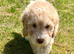 READY NOW! ONLY 1 LEFT, Stunning curly F1b Mini Labradoodle - Health tested parents