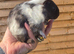 Beautiful fluffy texel guinea pigs
