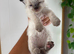 Stunning ragdoll ready soon