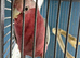 Baby cockatoo Glasgow