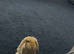 Girl Mini lop