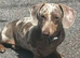Miniature dachshunds true to type