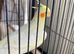 Cockatiel 12 weeks old. Lutino.