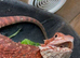 Red monster bearded dragon