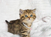 GORGEOUS CHUNKY BRITISH SHORTHAIR KITTENS