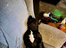 3 year old male french bulldog