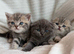 For sale Scottish fold kittens