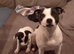 Staffordshire bull terrier pups