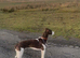 collie greyhound