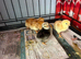 Hybrid chicks days old looking for new heat plates