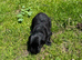 Beautiful lab puppies
