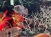3 cichlids