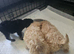 Toy labradoodle puppies