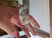 Female mice for sale