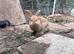 Mixed breed female rabbits for sale