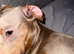 Dachshund cross Chinese crested