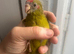 Hand Reared Kakarikis