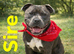 Kc Beautifull Blue Staff Puppies For Sale