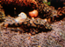 L519 / Rio itensez (Honeycomb) pleco