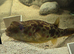 CROSS RIVER PUFFERFISH