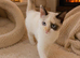 Stunning ragdoll girl