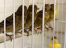 Mixed This year canary’s