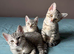 3 adorable Egyptian Mau girls looking for a family