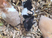 Babies Syrian hamsters