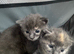 Gorgeous Grey kittens