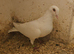 Lambretch