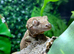 Chahoua Mossy Geckos at Birmingham Reptiles