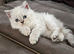 Last male BS kitten looking for his forever family