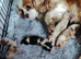 Cavalier king Charles