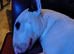 Bull terrier ready for stud.