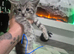 Beautiful litter of kittens