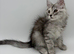 LAST MAINE COON KITTEN