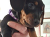 2 boys 2 girls Dachshund puppies for sale