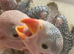 Yellow crown Amazon and Indian ring neck