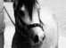 Quality Registered Section A. 2 year old gelding