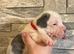 Bulldog x Staffordshire Bull Terrier